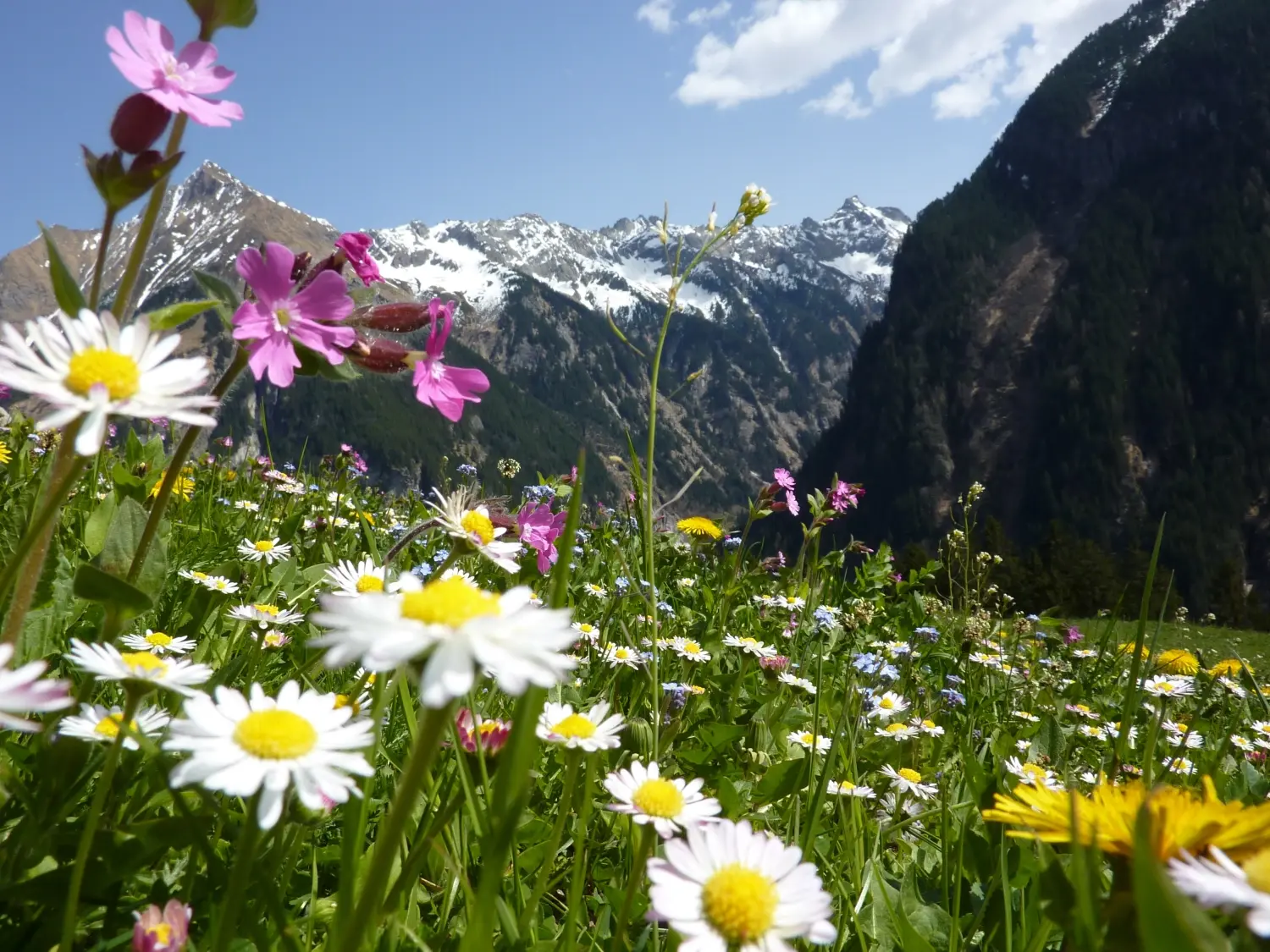 Blühende Blumen, im Hintergrund die Alpen